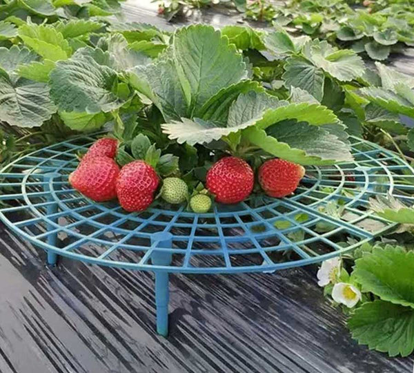 Strawberry holders (6 pcs)