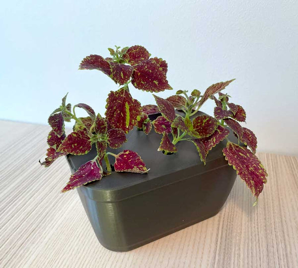 Cutting Holder - grow your own plants from cuttings